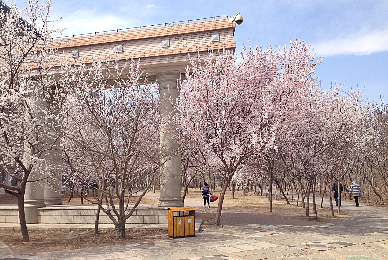 봄이 오면 학교 안은 벚꽃이 만개해 장관을 이룬다.