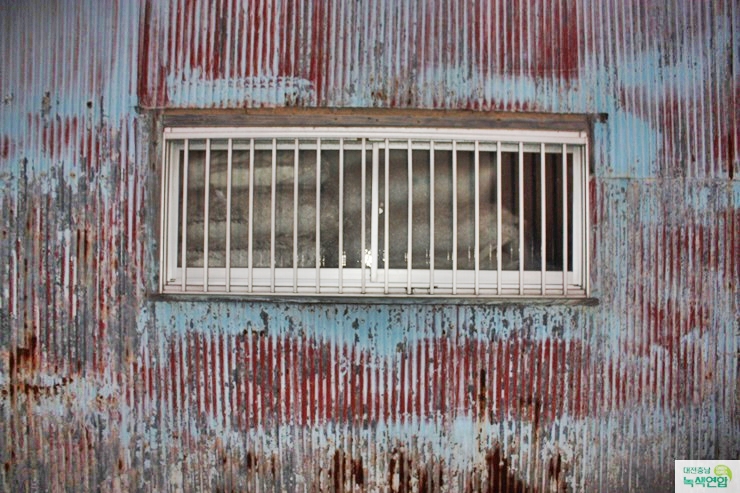오사카 센난. 폐쇄된 석면공장 창틀 사이로 석면 포대 자루가 방치 되어 있다.
