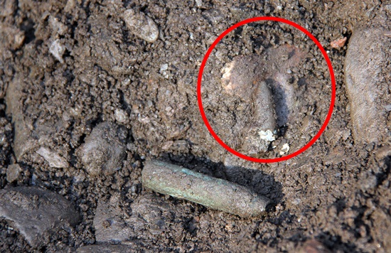 매장지에서 발굴된 M1소총 탄피(아래)와 탄두(원안). 탄두 아래 희생자 두개골로 보이는 뼈가 박혀 있다. 이날 발굴조사단은 M1소총 탄피 3개와 탄두 1개를 각각 발굴했다.