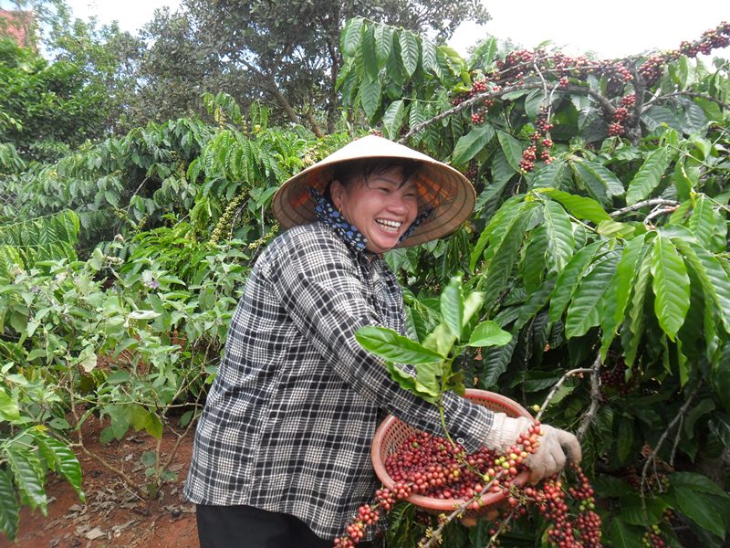 공정무역 커피를 생산하는 베트남 농부들의 모습