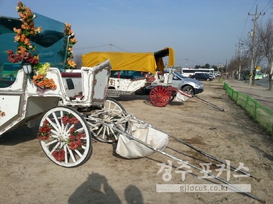 트럭에 옮겨지기 직전의 마차. 말은 25일 오전 일찍 경주를 떠났다.