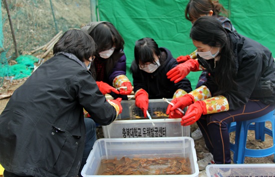 유해발굴 자원봉사자들이 발굴한 유해의 흙을 씻어내고 있다.  