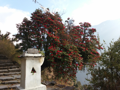 네팔의 국화(國花) 랄리구라스