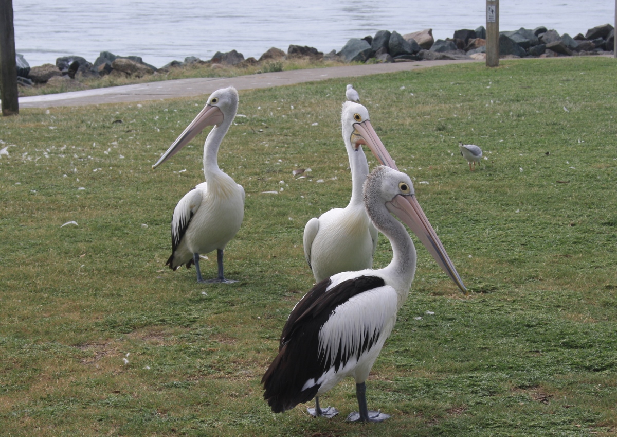 바닷가에서 흔히 볼 수 있는 펠리컨(Pelican), 오늘은 고깃배가 적어서 인지 펠리칸도 많지 않다.