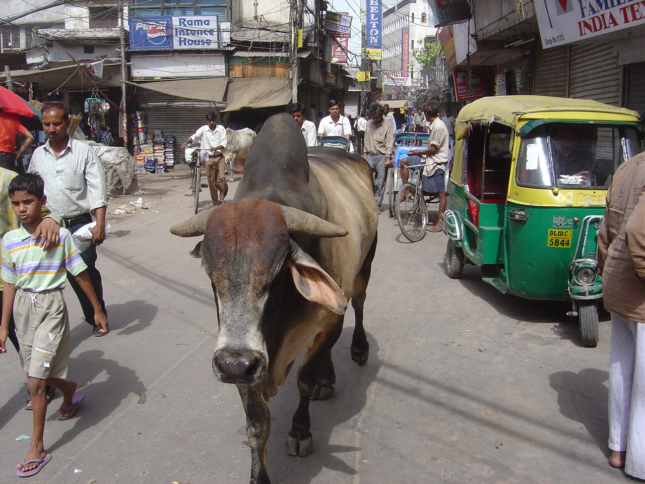 델리 거리를 활보하는 인도의 소