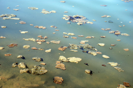 금강 전역에 조류 사체가 가득하다. 