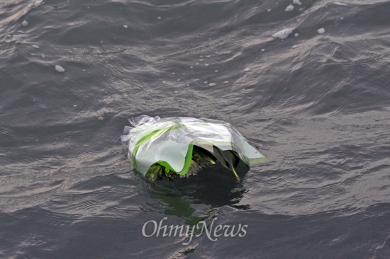 세월호 침몰사고 현장에 던진 이 위원장의 꽃다발이 바다 위에 떠 있다.