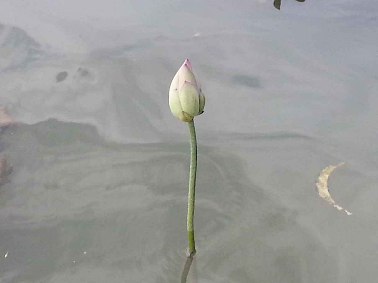 인레의 연꽃 직물 공장 옆에 솟은 연꽃 봉우리를 보니 붓다가 준 선물이라는 생각이 들었다.