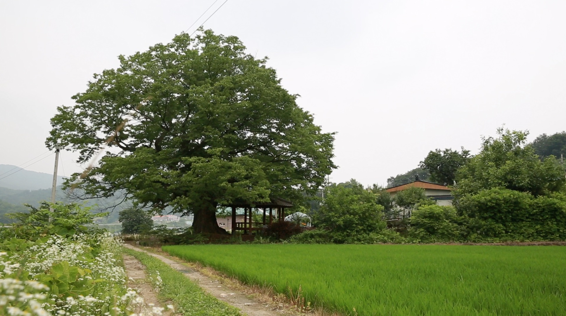 할머니의 고향은 충북 음성군 하루동골, 수백 년 세월을 이긴 덩치 큰 버드나무가 장승처럼 마을을 지키고 서 있는 시골 마을이다. 