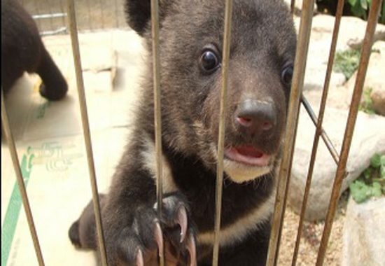 ㅎ음식점 홈페이지에 있는 아기 반달가슴곰 두 마리  사진 