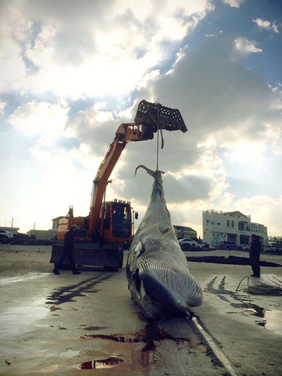 제주도 월정리 앞에서 발견된 밍크고래 2014년 1월 제주도 월정리 바다에서 밍크고래 사체가 발견되었다. 이 밍크고래는 경매에 부쳐져 울산으로 팔려갔다.