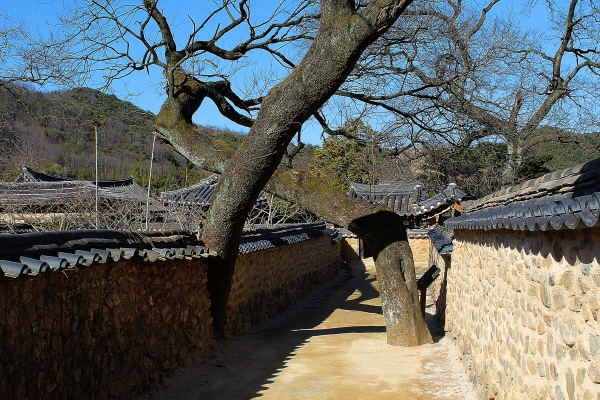  시간이 멈춘 듯한 고즈넉한 남사예담촌의 풍경에 더해 봄 햇살이 좋은 이 날 돌담길에서 길을 잃었다. 그래도 기분이 좋다.