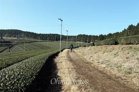 우레시노 코스는 녹차밭을 따라 이어진다.