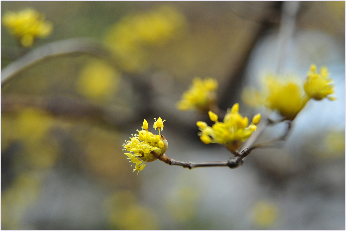 홍매 옆의 산수유 나무도 노란꽃이 피었습니다.