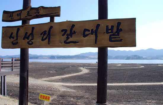한국관광공사가 선정한 한국 갈대 7선이자 생태도시를 추구하는 서천군이 8경 중 4경으로 선정한 신성리 갈대밭. 잿더미로 변한 현재의 모습.