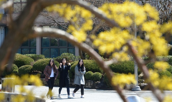 18일 도립거창대학 캠퍼스의 산수유 꽃.