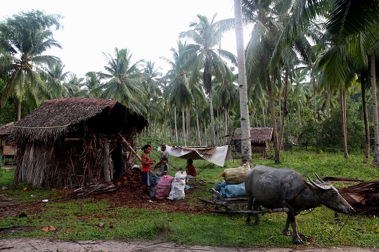 불을 때 익힌 코코넛을 소달구지에 실어 코코넛오일 공장으로 보내는 가족.