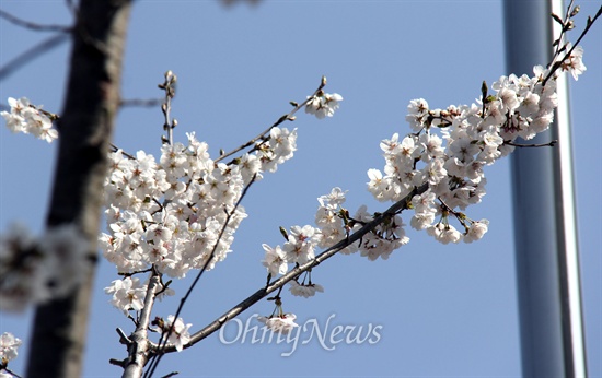 군항제를 열흘 정도 앞둔 22일 경남 창원시가지에 벚꽃이 망울을 터뜨리기 시작했는데, 일부 나무는 벌써 꽃이 활짝 피어 있다.