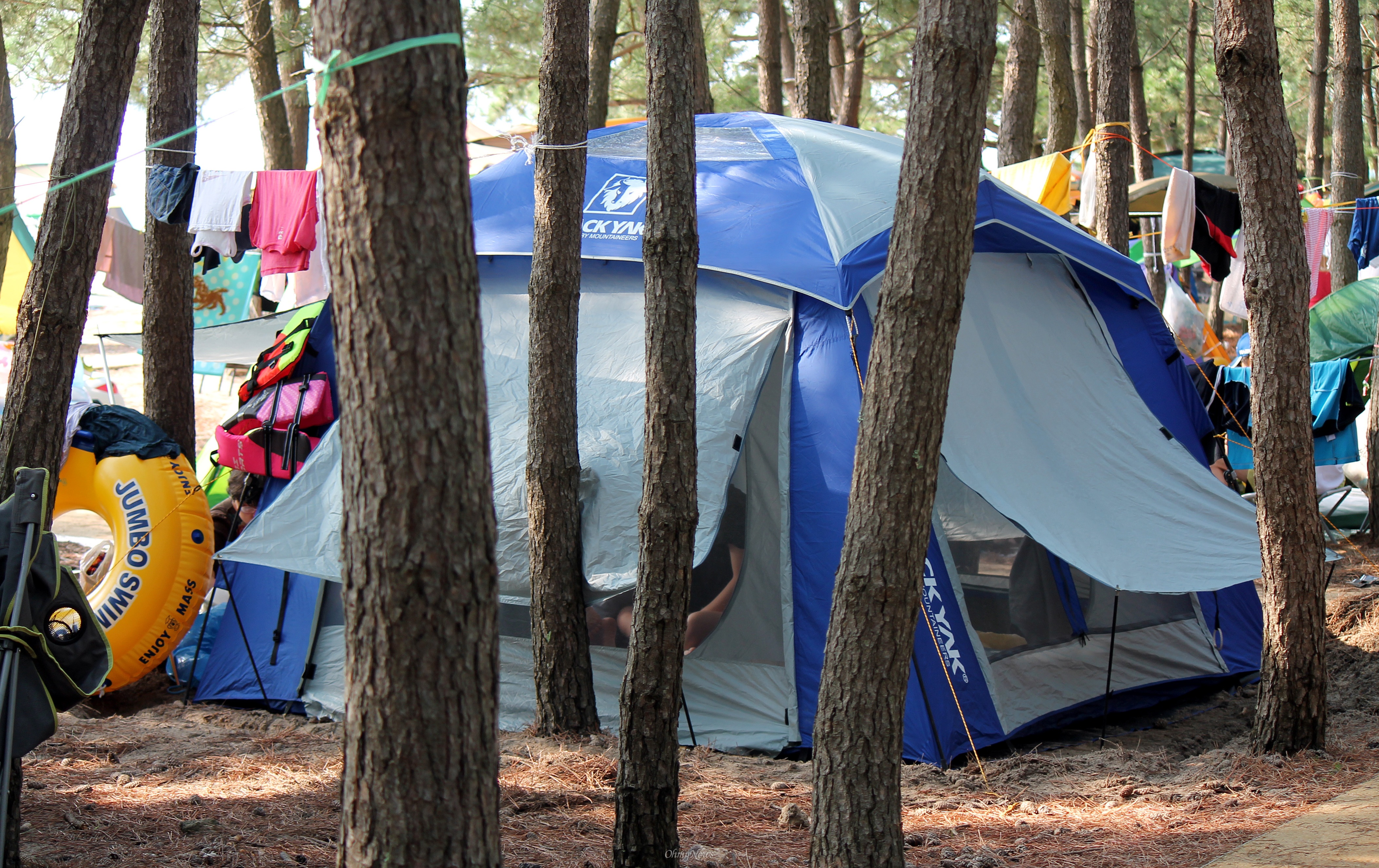 솔밭에 쳐놓은 텐트.
