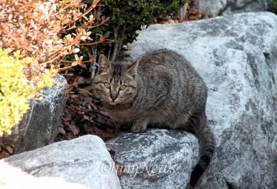 단독주택 살기 고민 중의 하나인 '길고양이'. 사진은 우리 동네 터줏대감처럼 출몰하는 고양이.
