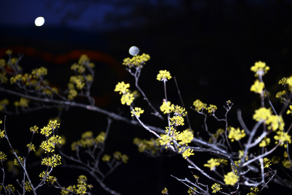 구례 산수유꽃축제장에서 밤에 촬영한 산수유꽃.