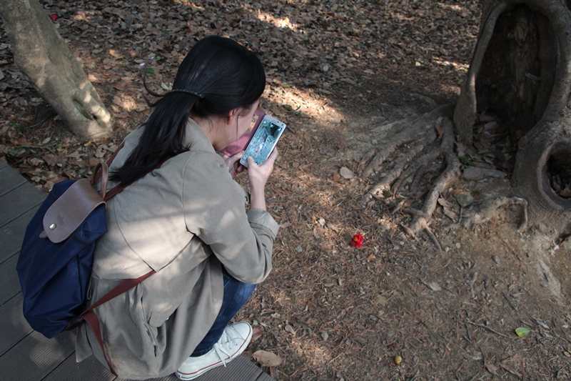 진주에서 온 아가씨가 땅에 떨어진 동백꽃송이를 핸드폰에 담고 있다. 
