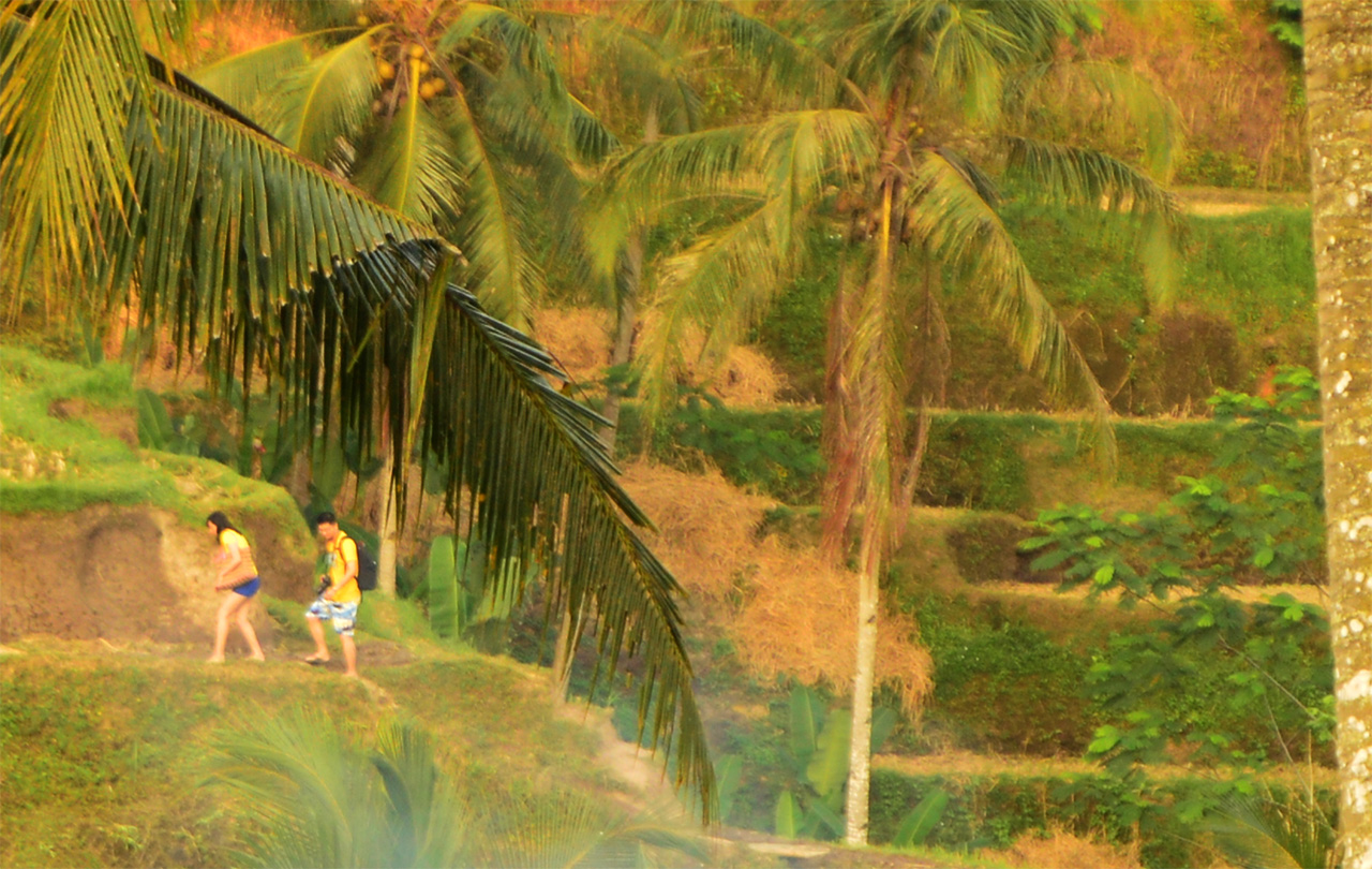 계단 논 사이의 작은 길에서 여행자들이 한적하게 산책하고 있다.
