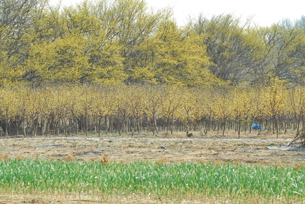 백사면 송말리 회관 앞 밭에서 키우고 있는 산수우 나무들