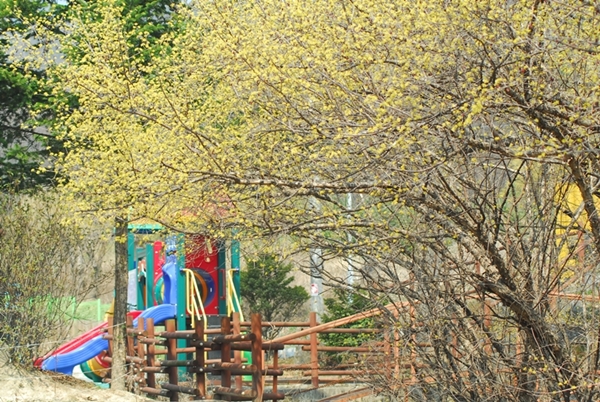 어린이공원도 산수유꽃에 쌓여있다