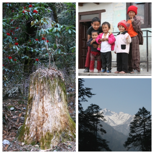 랑탕 가는 길에 둔체의 아이들, 그리고 랑탕 히말아야, 기슭에 오래된 나무에 올라 자리잡고 핀 네팔나라꽃 랄리글라스