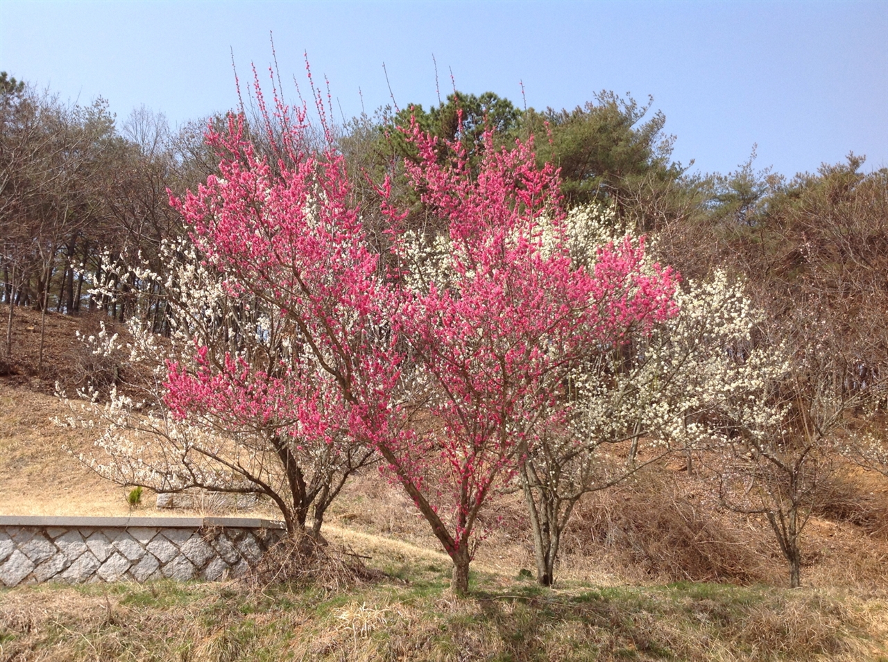 왼편이 청매, 가운데가 홍매, 오른편이 백매다