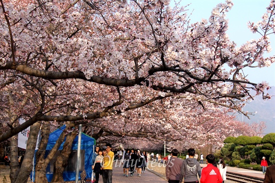 30일 오후 진해 경화역 벚꽃 풍경.