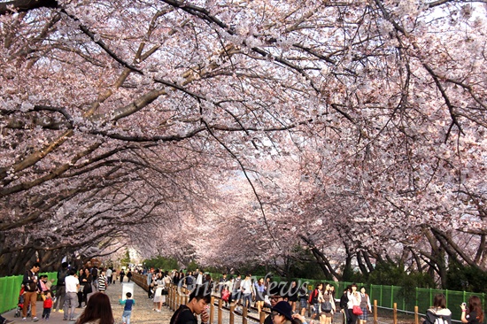 30일 오후 진해 경화역 벚꽃 풍경.