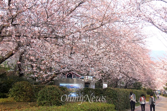 30일 오후 진해 경화역 부근 벚꽃 풍경.