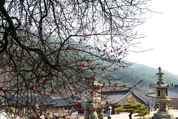 양산 통도사와 구례 화엄사의 상징인 홍매화. 두 사찰의 홍매화는 꼭 한 달 차이를 두고 꽃을 피우고 있다. 지난 21일 모습으로, 지금은 활짝 핀 홍매화를 볼 수 있을 것만 같다.