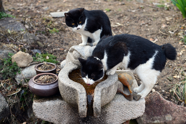 화엄사 구층암에서 만난 고양이 두 마리. 사람이 다가서도 도망가지 않고 태평스럽게 물을 들이키고 있다.