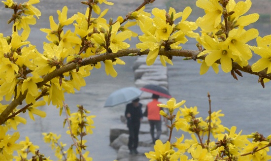 31일 거창 영호강 강변의 개나리꽃과 봄비.