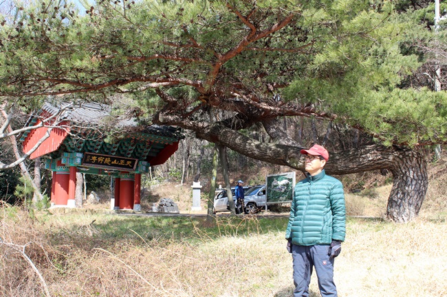  여수 돌산 은적사 일주문 근처의 소나무는 예술품입니다. 이곳에 서면 꼭 사진을 찍어야 직성이 풀립니다.