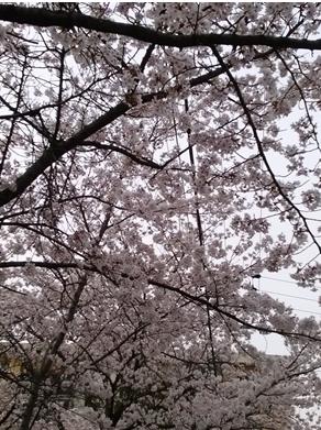 벚꽃이 흐드러지게 피었던 날, 여동생을 만나고 왔습니다. 날리는 꽃눈처럼 막둥이의 인생도 끝을 모르게 날아가고 있었습니다. 