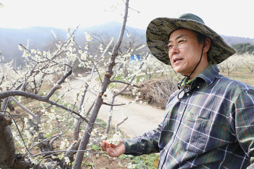 매화밭에 선 귀농인 반승환 씨. 마을에서 멀리 떨어진 산중에서 매실 농사를 지으며 살고 있다.