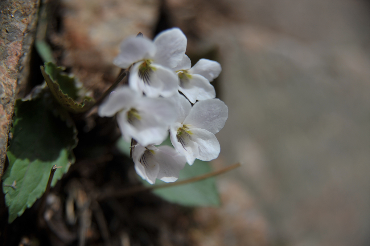 흰 제비꽃