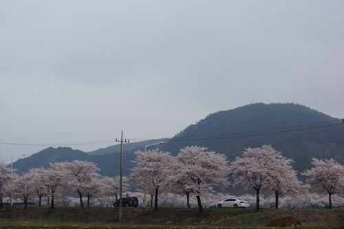 경주 벚꽃 길 경주 벚꽃 길