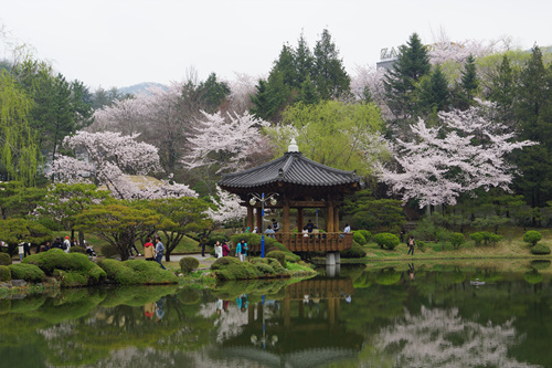 경주 보문정 벚꽃 경주 보문정 벚꽃