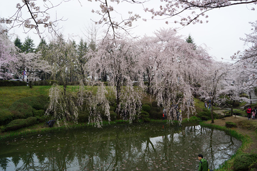 경주 보문정 벚꽃 경주 보문정 벚꽃