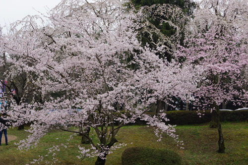 경주 보문정 벚꽃 경주 보문정 벚꽃