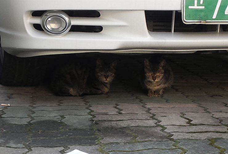 길고양이 두 마리가 사람들을 피해 차 밑에 숨어 있다.