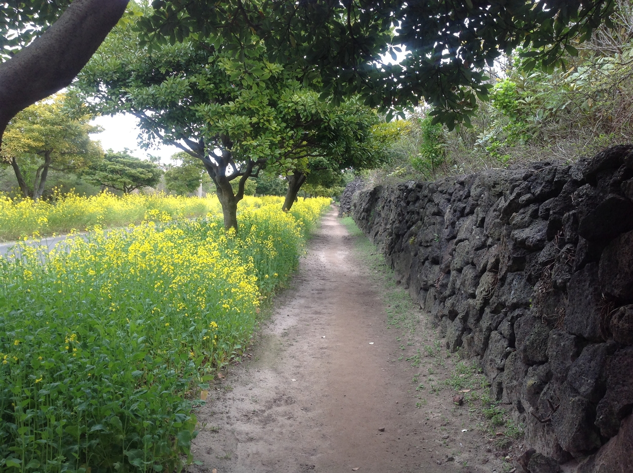 제주 민속촌 입구에 유채꽃 만발한 예쁜 산책길이 있다.