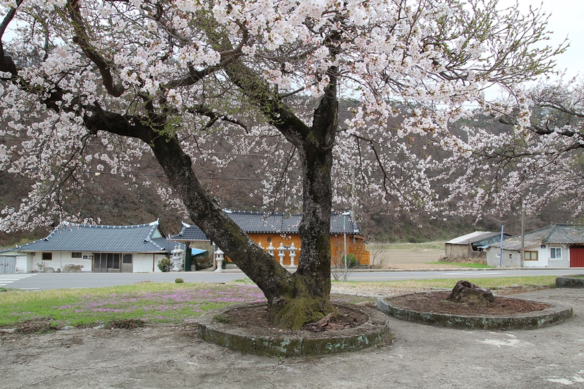 역사 앞의 고목나무에는 벚꽃이 만발했다.
