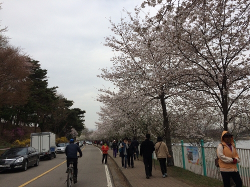 벚꽃축제를 즐기는 시민들