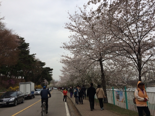 제1회 서호공원 벚꽃축제 벚꽃축제를 즐기는 시민들